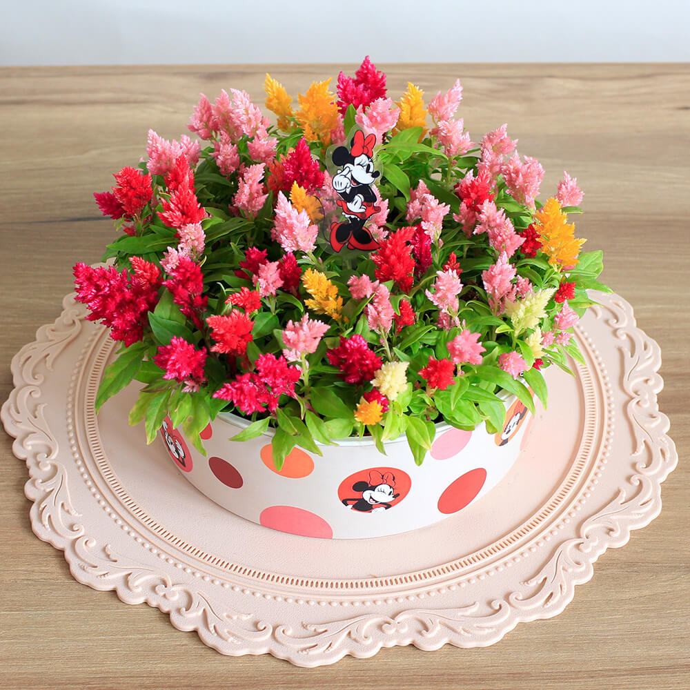 キャンドルケーキ/ミニーマウス　鉢植え