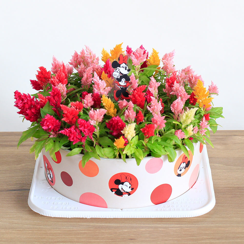 キャンドルケーキ/ミニーマウス　全体