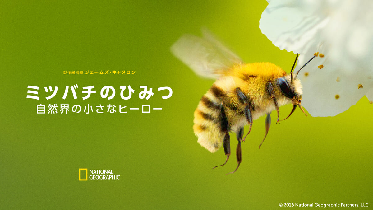 ミツバチのひみつ:自然界の小さなヒーロー