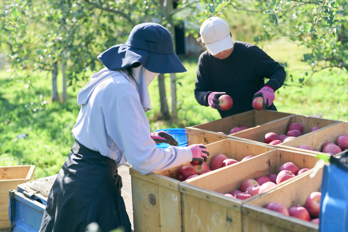 りんごの収穫作業の様子