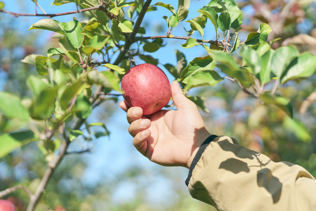 樹に実るふじりんご