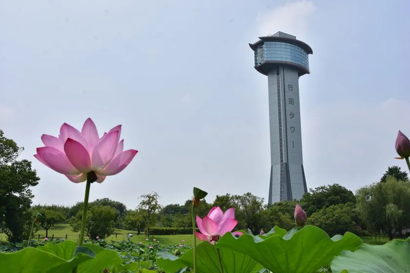 行田市・古代蓮の里のピンク色のハス（古代蓮）の花が手前に咲き、奥に行田タワー（展望塔）がそびえる夏の風景