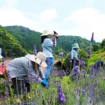 6月27日、岐阜県郡上市で開催！ ネオナチュラル 有機ハーブ収穫体験会2026