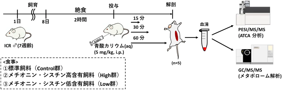 ICRマウスへの青酸カリウム腹腔内投与実験の流れを示す図。飼育から解剖・血清採取・PESI/MS/MSおよびGC/MS/MS分析までのステップを図解