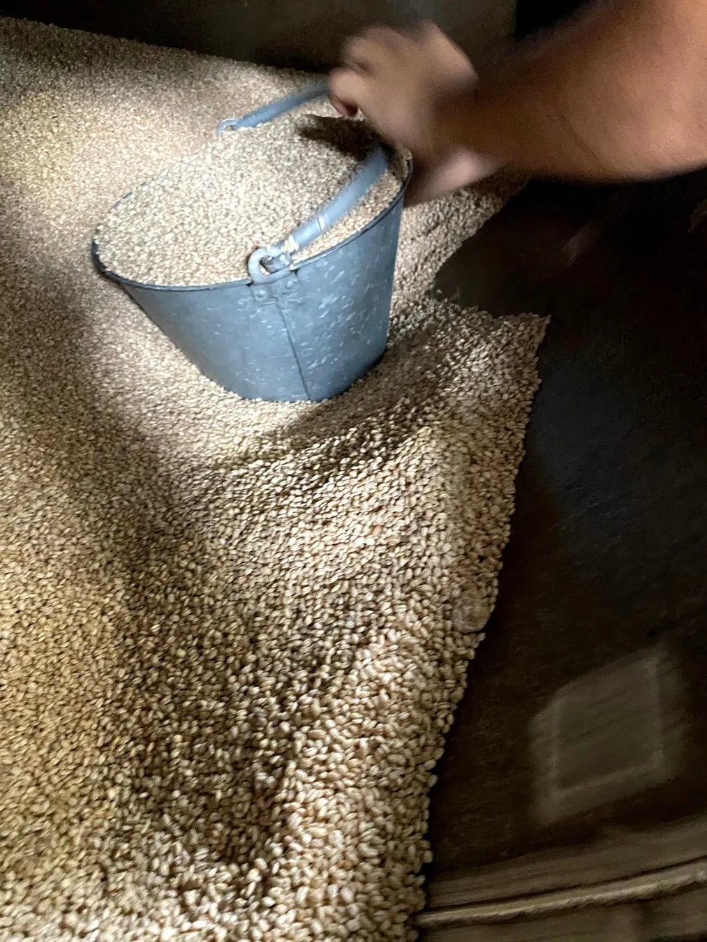 バケツで麹や穀物粒を広げる製造工程のカット。暗い室内で作業者の手元が映り、焼酎麹発酵サラミの仕込み作業と思われる場面