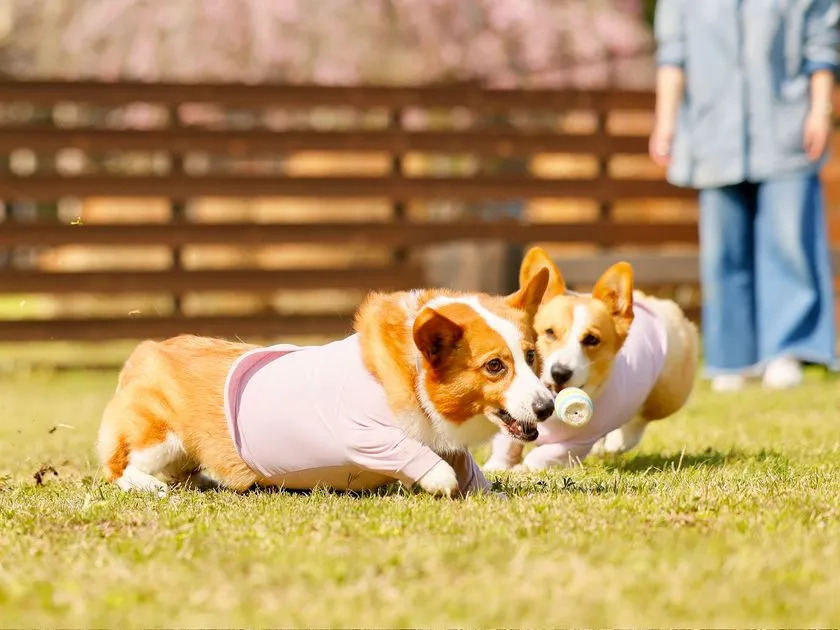 【動画紹介】愛犬と泊まれる「ツインドーム」の魅力を動画で。