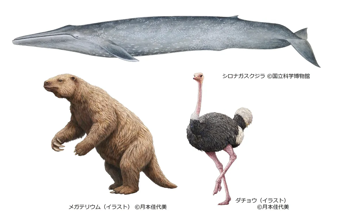 CHAPTER3「サイズ」の展示イメージ