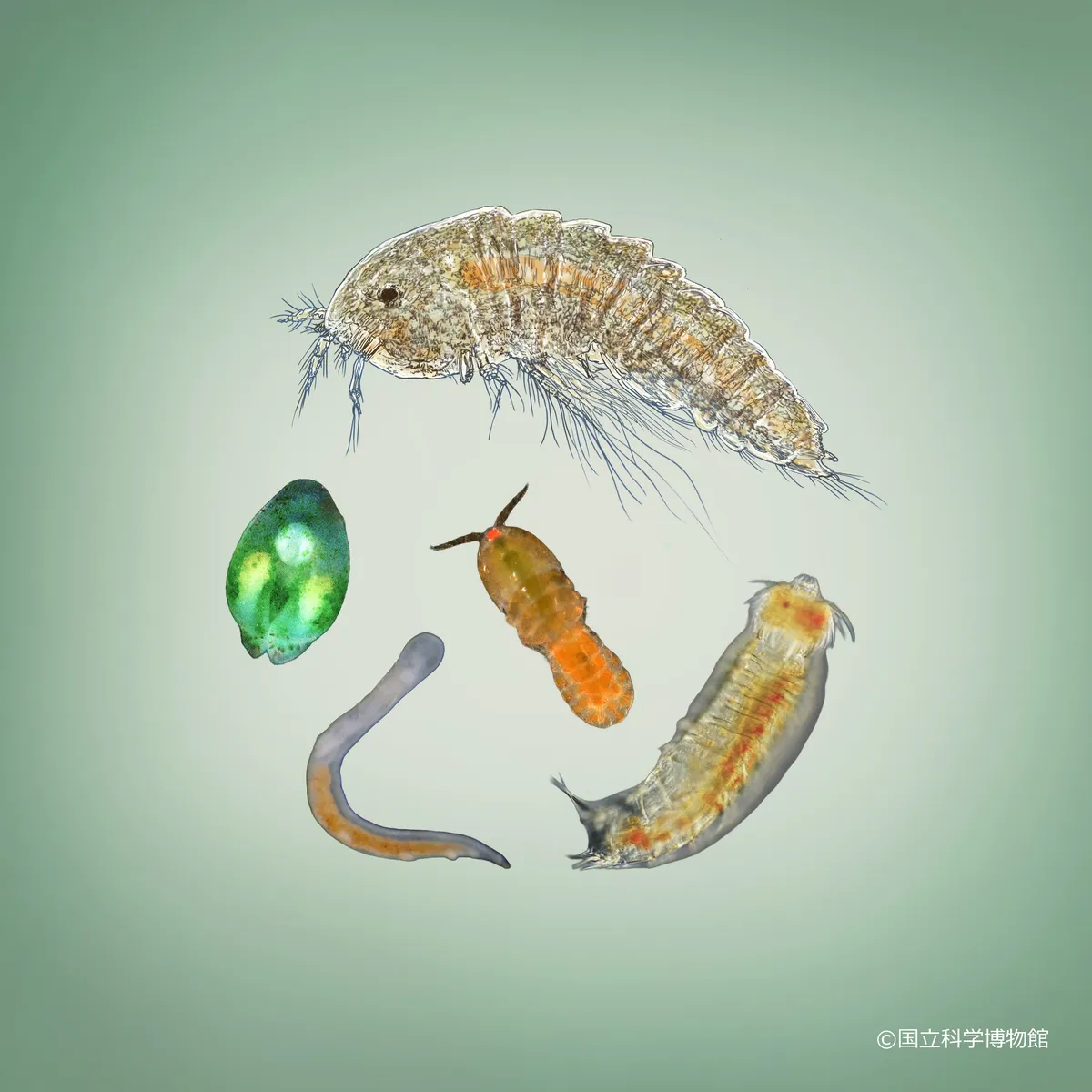 メイオベントスの顕微鏡写真
