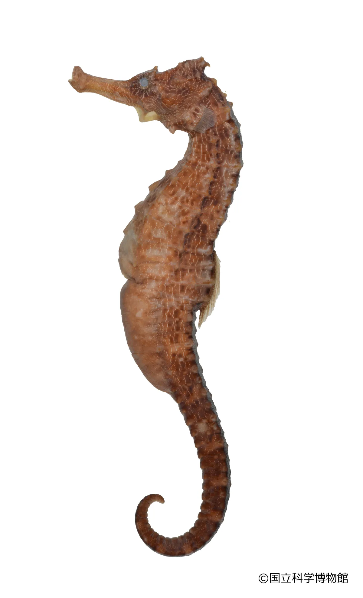 オオウミウマ（タツノオトシゴ）の標本