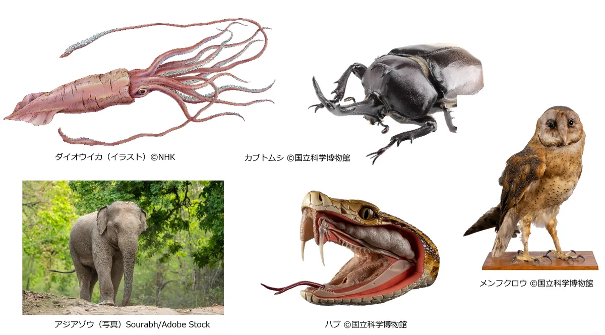 CHAPTER1「五感」の展示イメージ