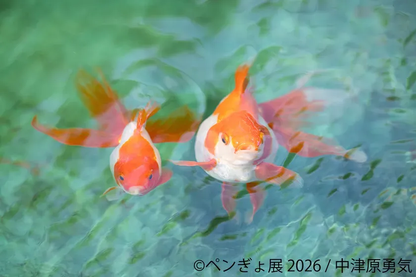 プレスリリース画像3