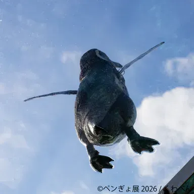 展示作品：くわぺん