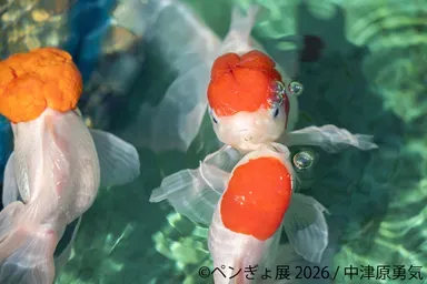 展示作品：中津原勇気 (3)