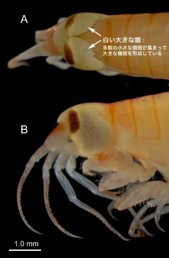 図2. オオメダマヨコエビの頭部(固定標本) A. 背面:巨