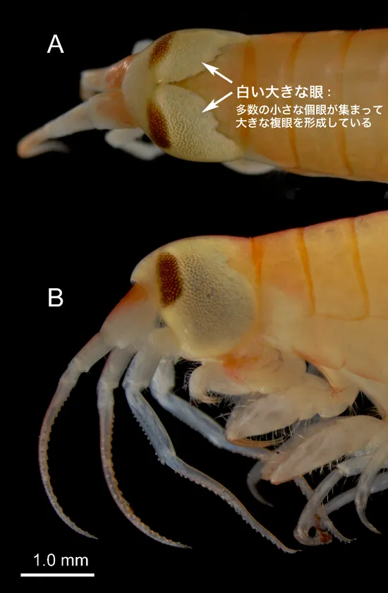 オオメダマヨコエビの頭部（固定標本）背面・側面