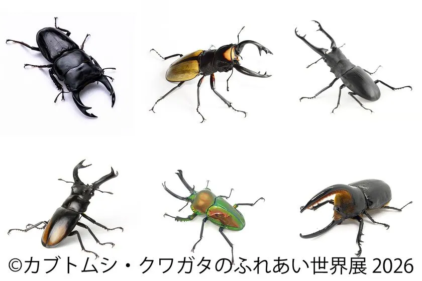 世界のカブトムシ・クワガタが並ぶビジュアル