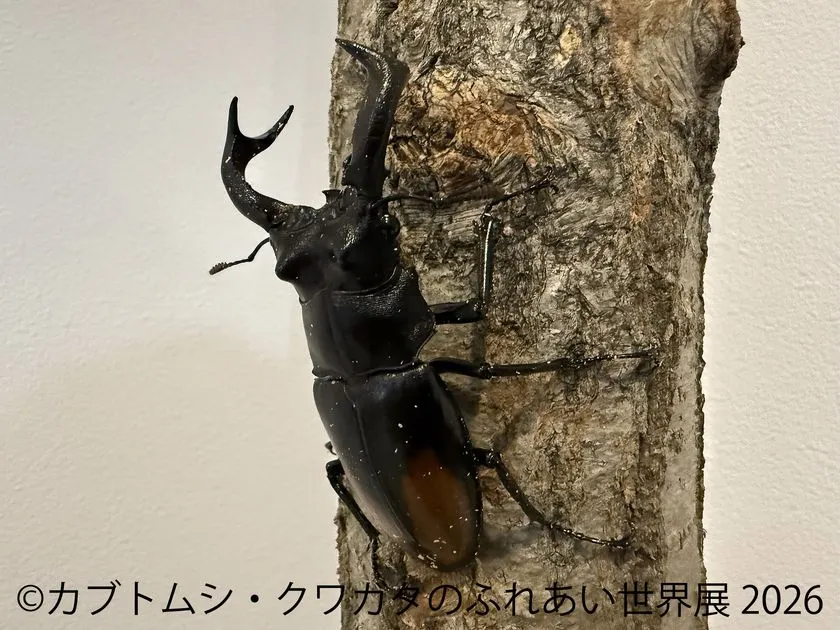 大あごが目立つクワガタ