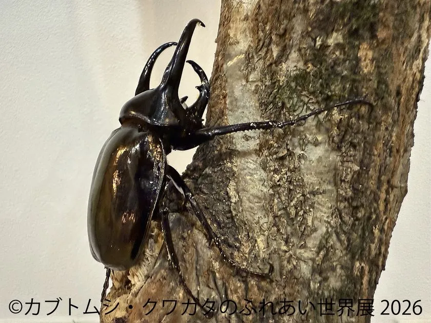 横から見る大型カブトムシ