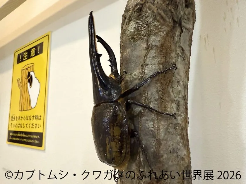 注意掲示とカブトムシ展示