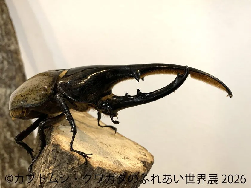 木の上の大型カブトムシ