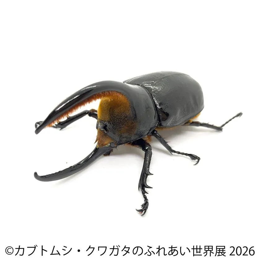 迫力ある角を持つ大型カブトムシ