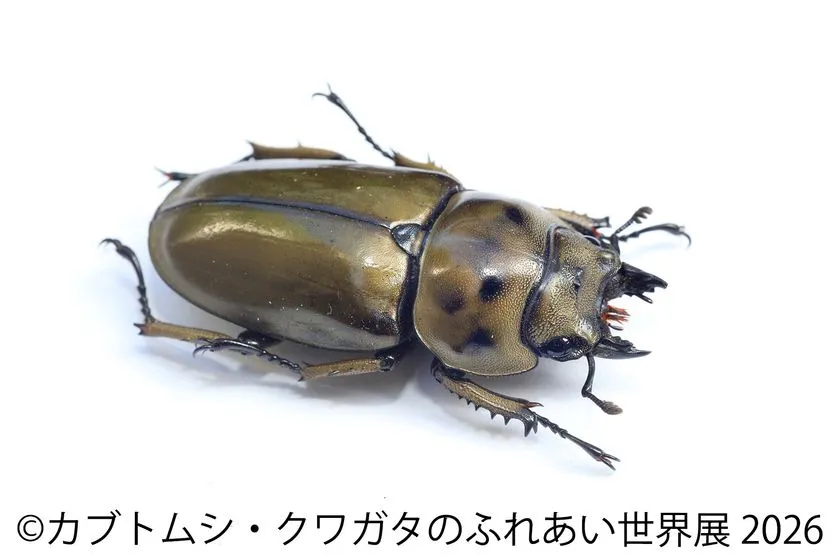 金色がかったクワガタの姿