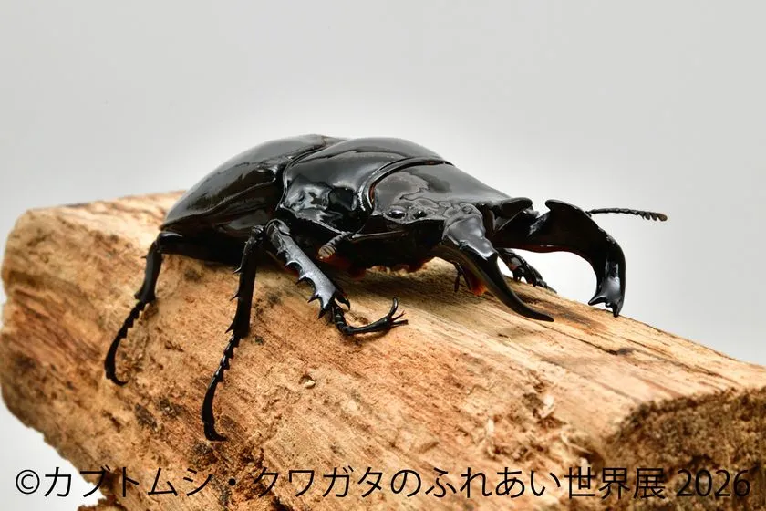 木に止まる黒いクワガタ