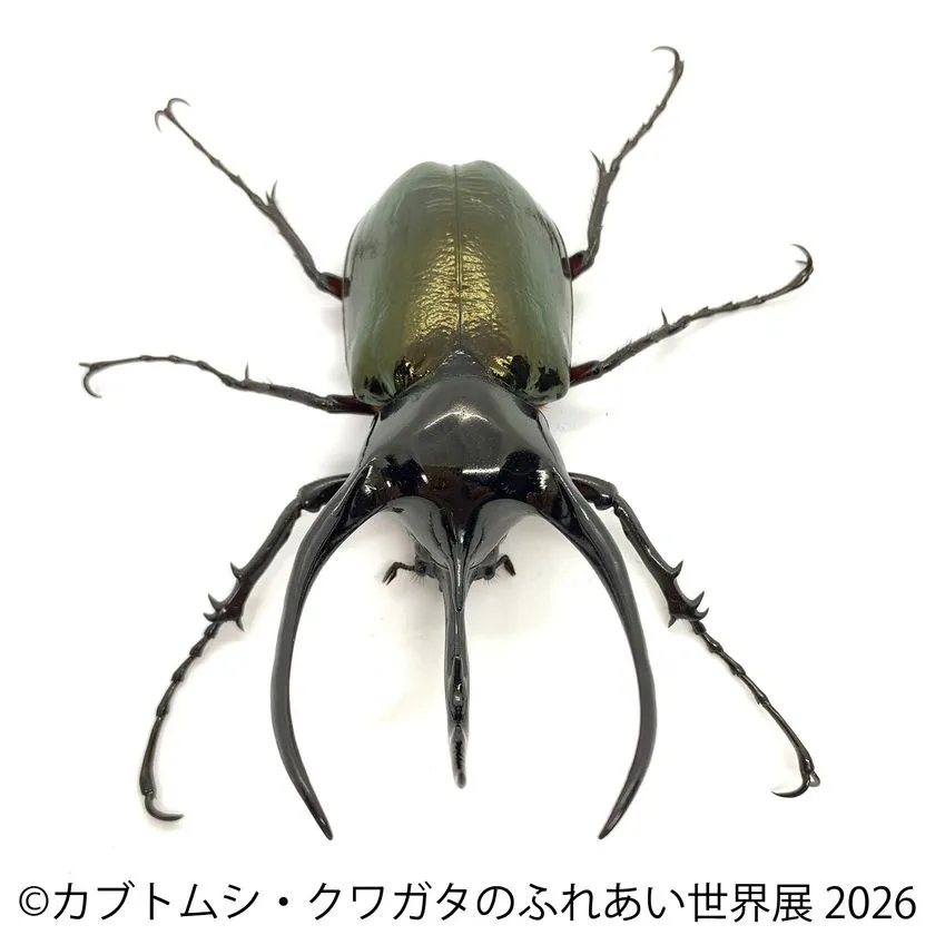 金緑色に輝くクワガタ