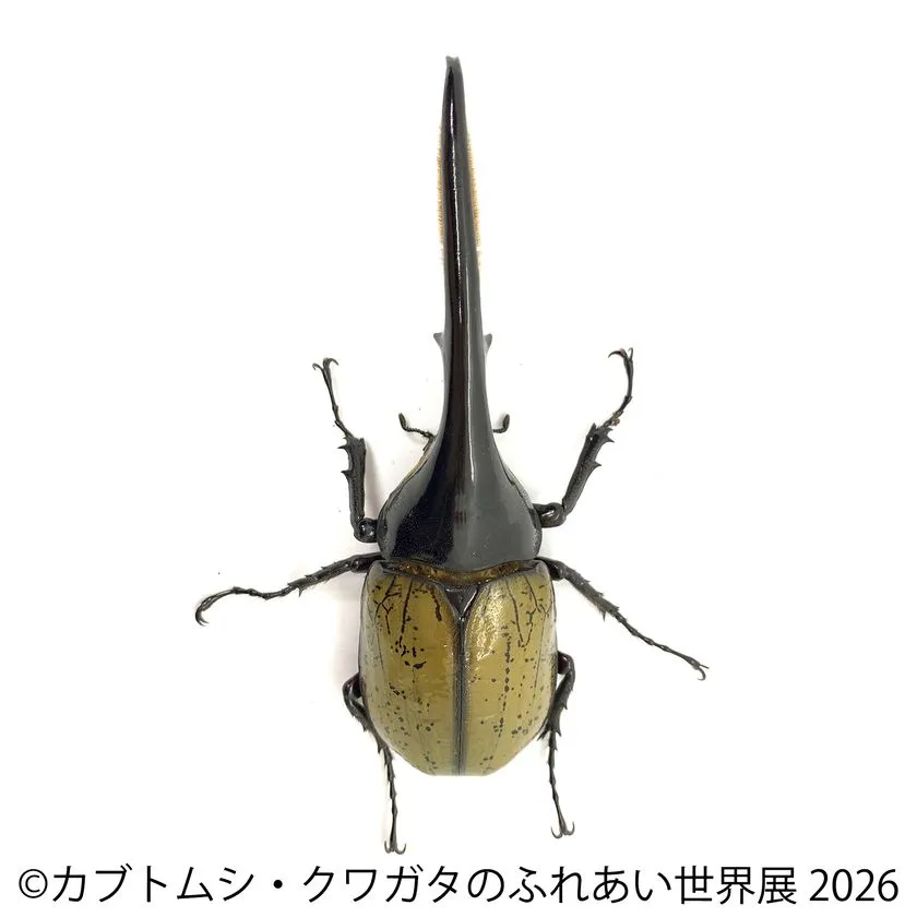 長い角の大型カブトムシ