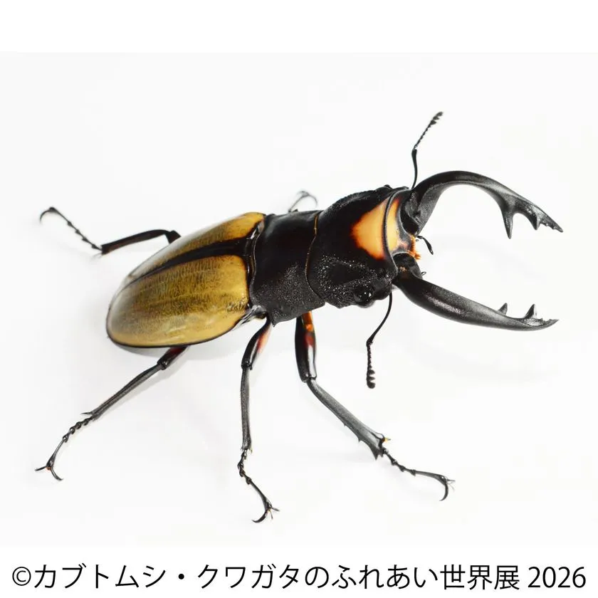 黄褐色の背中を持つクワガタ