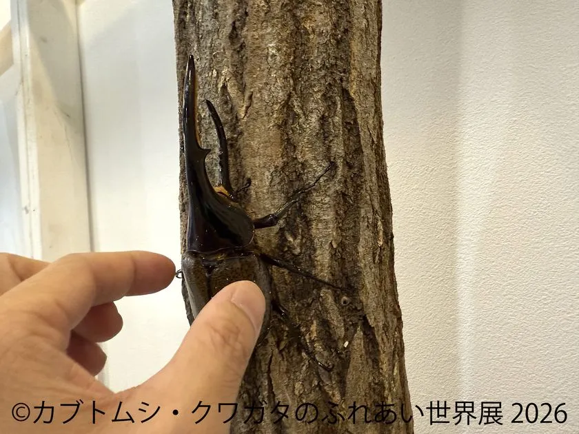木にとまる大型カブトムシ