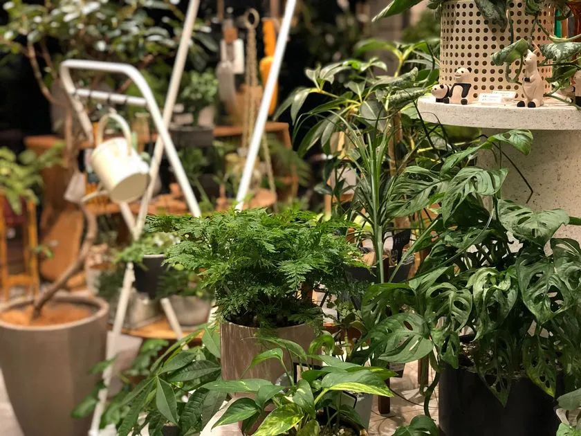 葉の形や奥行きが伝わる観葉植物コーナーのクローズアップ