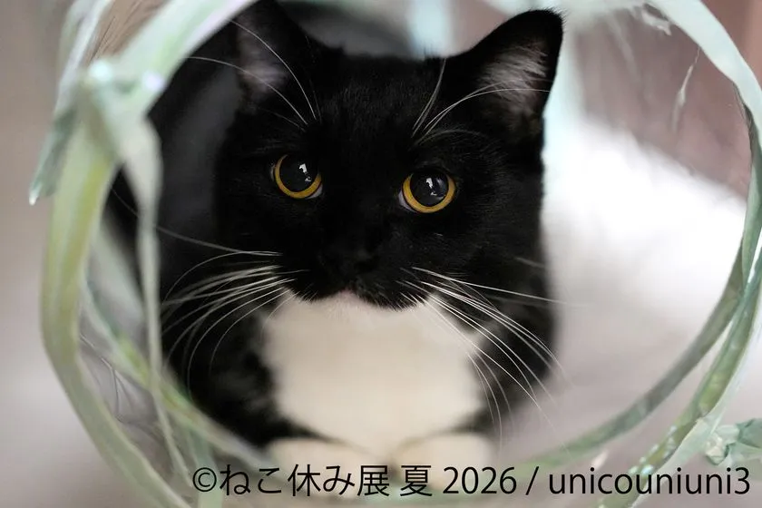 ねこ休み展 夏 2026 横長ポスター