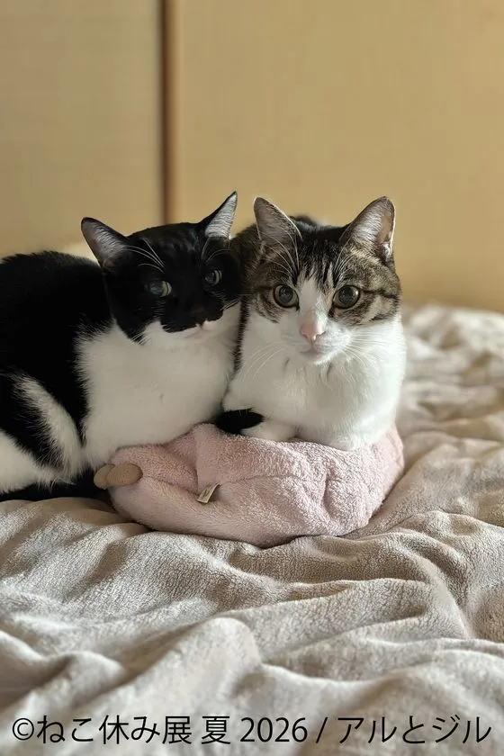 うにちゃん 猫用トンネル作品