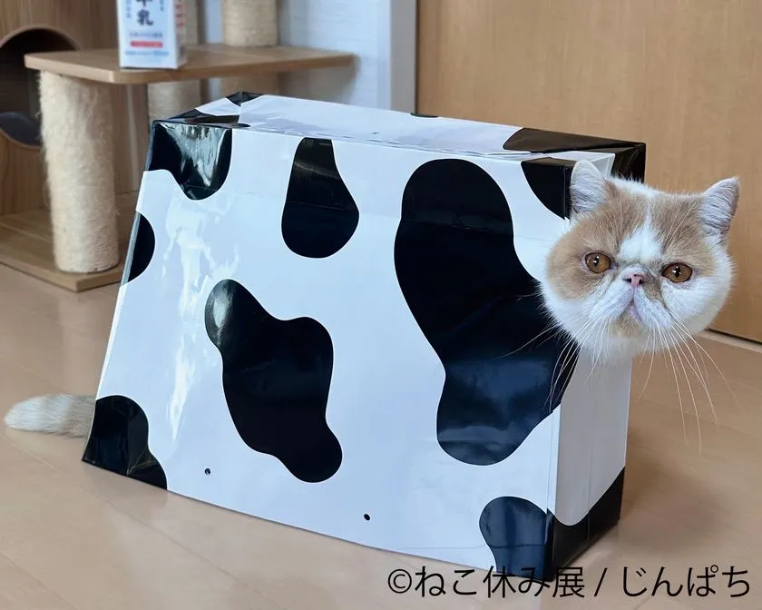 アルとジル ピンクのクッション作品