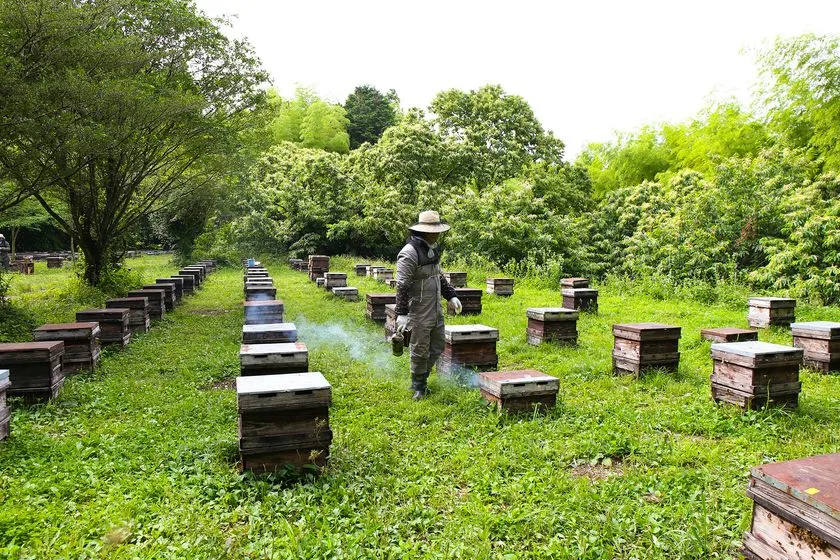 巣箱が並ぶ養蜂場