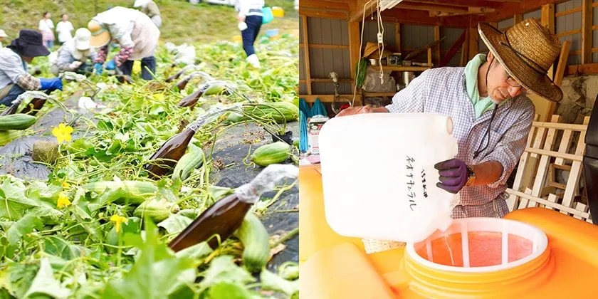 畑で育つヘチマのような作物と、液体をタンクへ注ぐ作業風景が左右に並んでいる