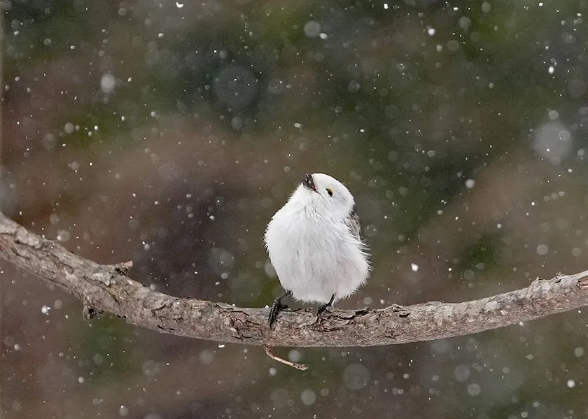 雪を見上げるシマエナガ