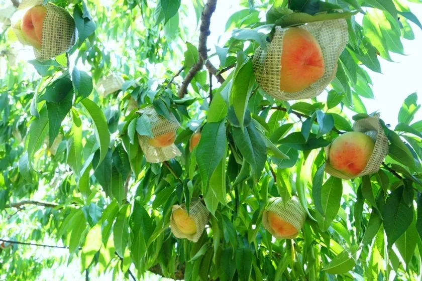 桃畑で育つあら川の桃