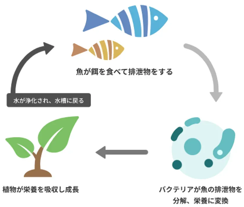 アクアポニックスの循環イメージ