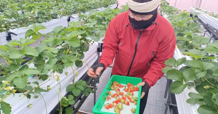イチゴハウスでの摘み取り作業