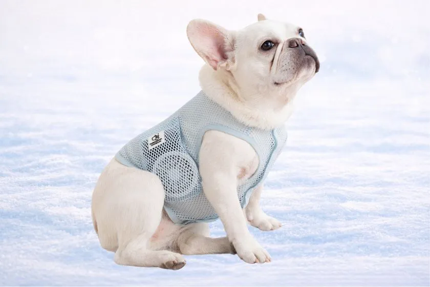 空調ペット服の小型犬着用イメージ