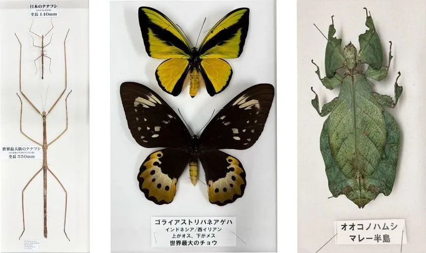 世界の珍しい昆虫標本