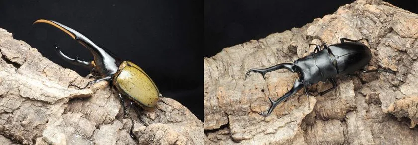 カブトムシとクワガタの生体展示