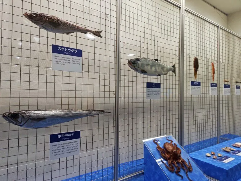 魚やタコの標本展示