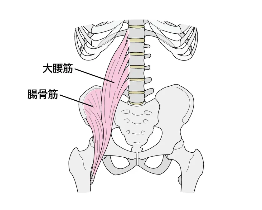 骨盤から腰椎、肋骨へ伸びる腸腰筋の解剖図