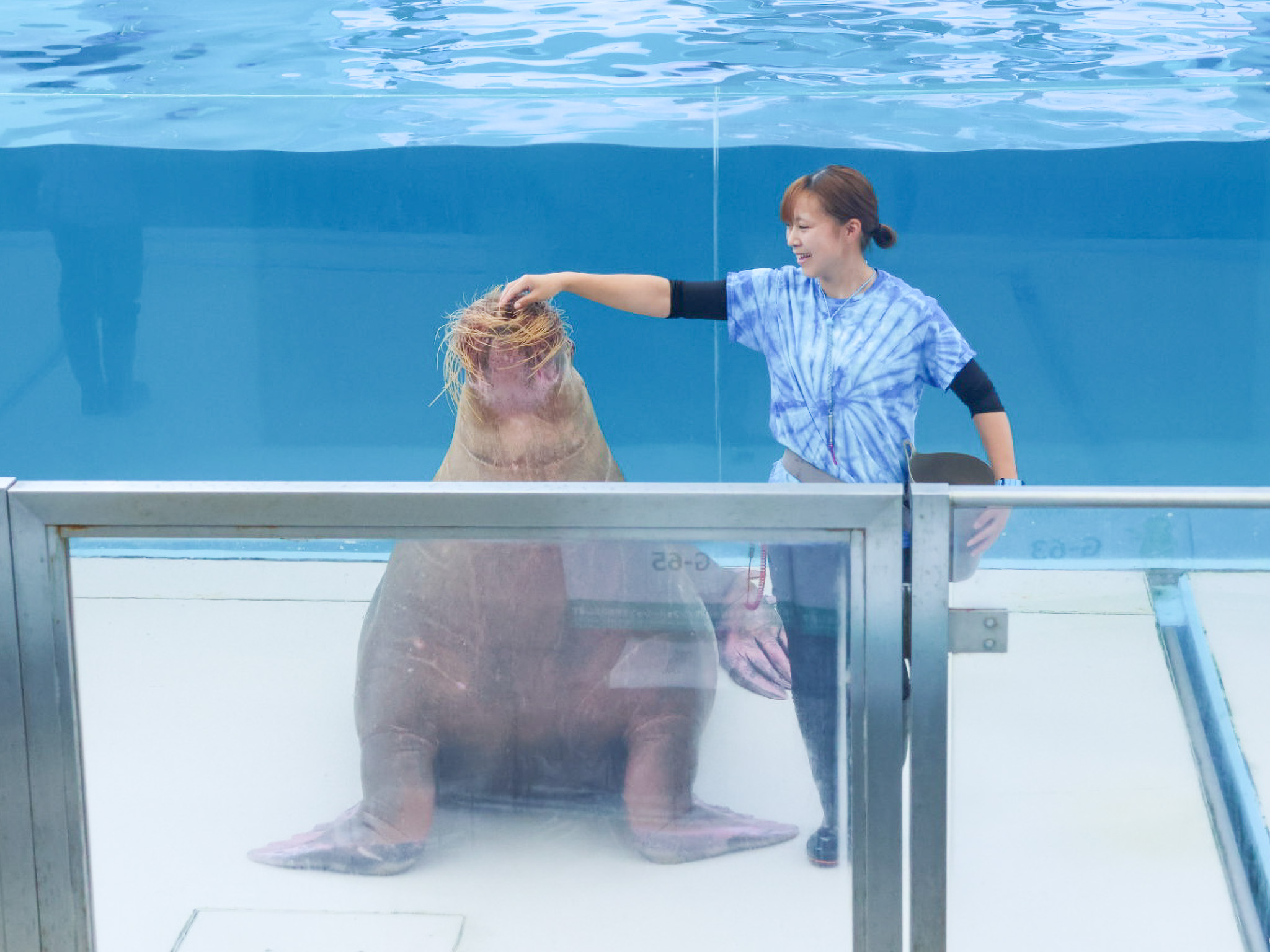 水槽のセイウチの頭をなでるスタッフ
