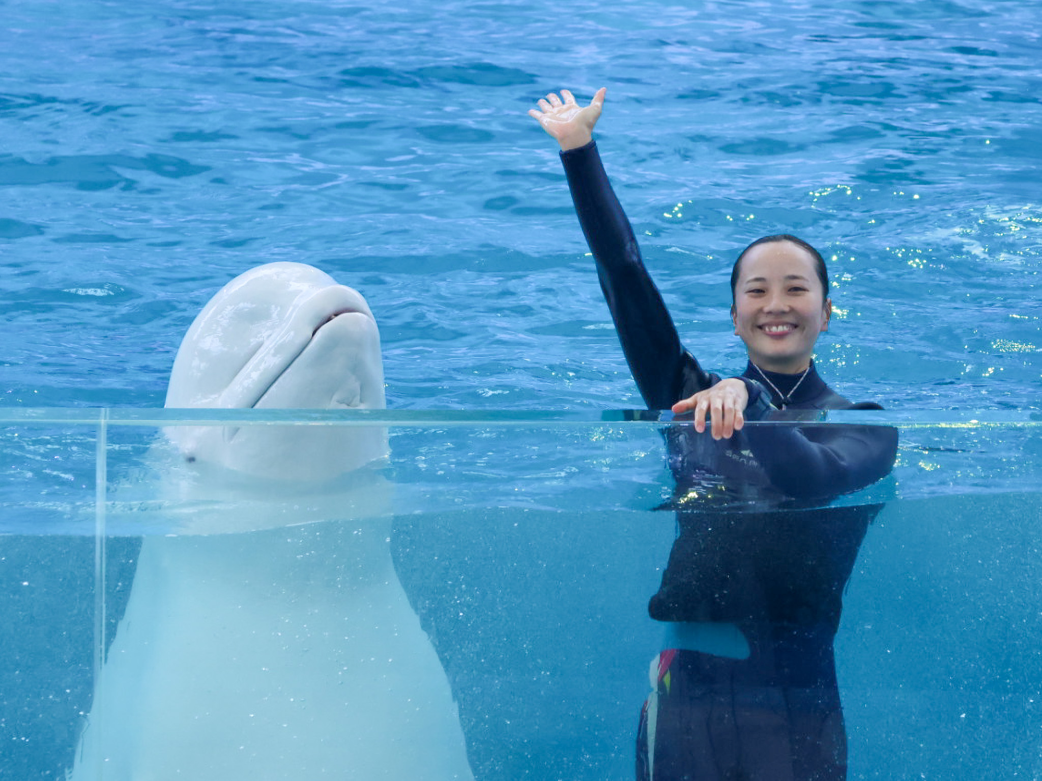 水面から顔を出すシロイルカと手を振るトレーナー