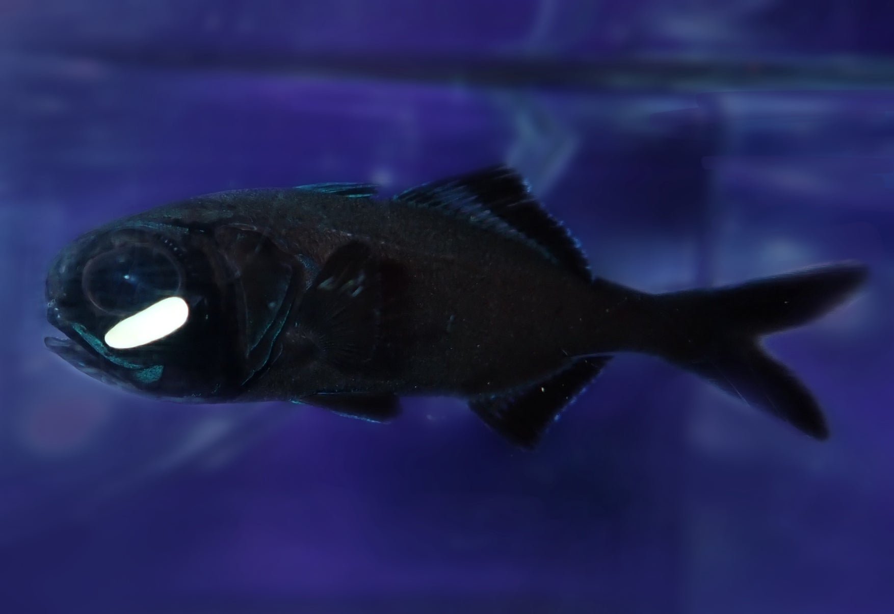 夜に発光するヒカリキンメダイ