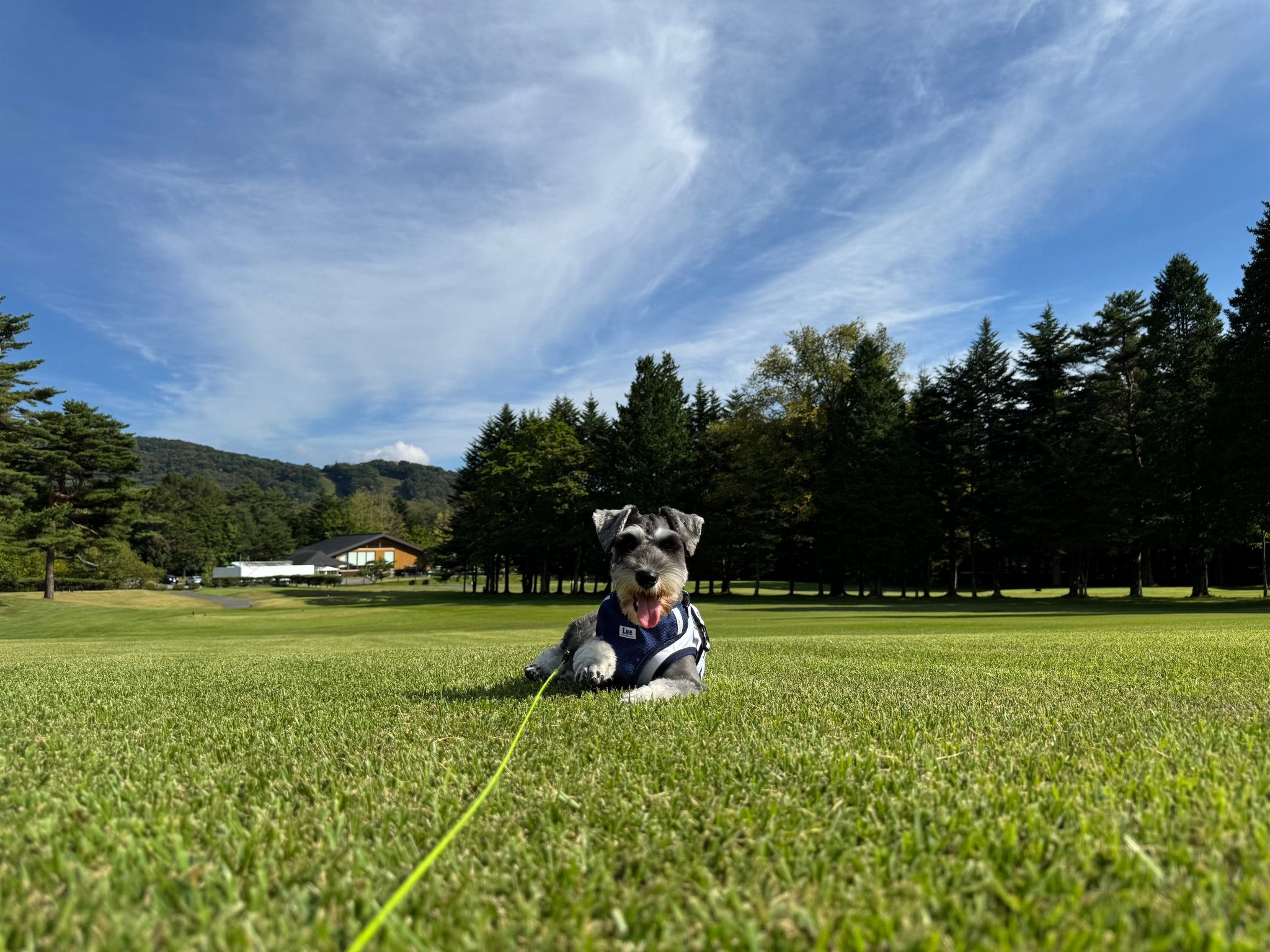 愛犬と巡る、秋の思い出ラウンドの芝生で伏せる小型犬